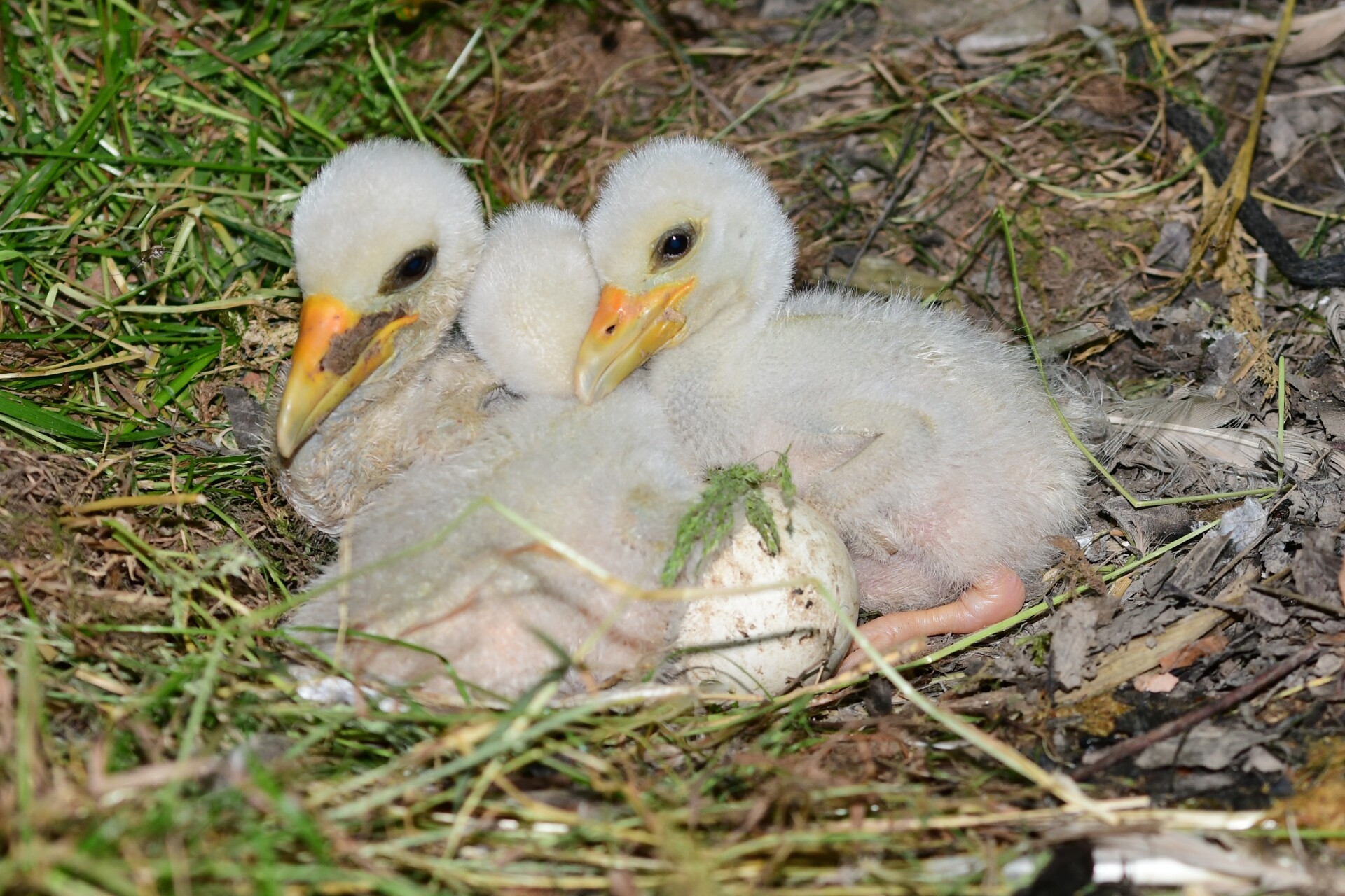 Foto: Zoo Olomouc