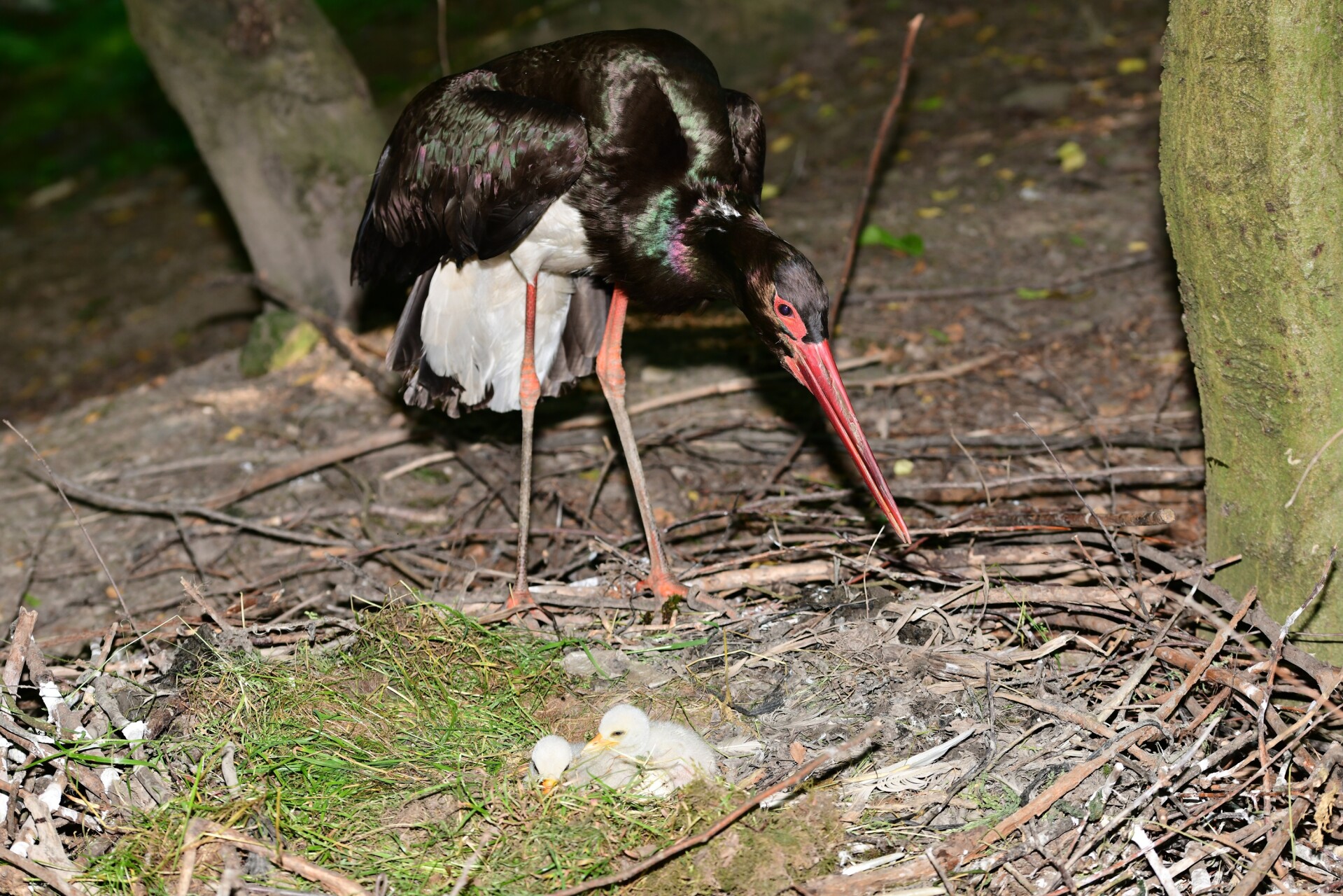 Foto: Zoo Olomouc