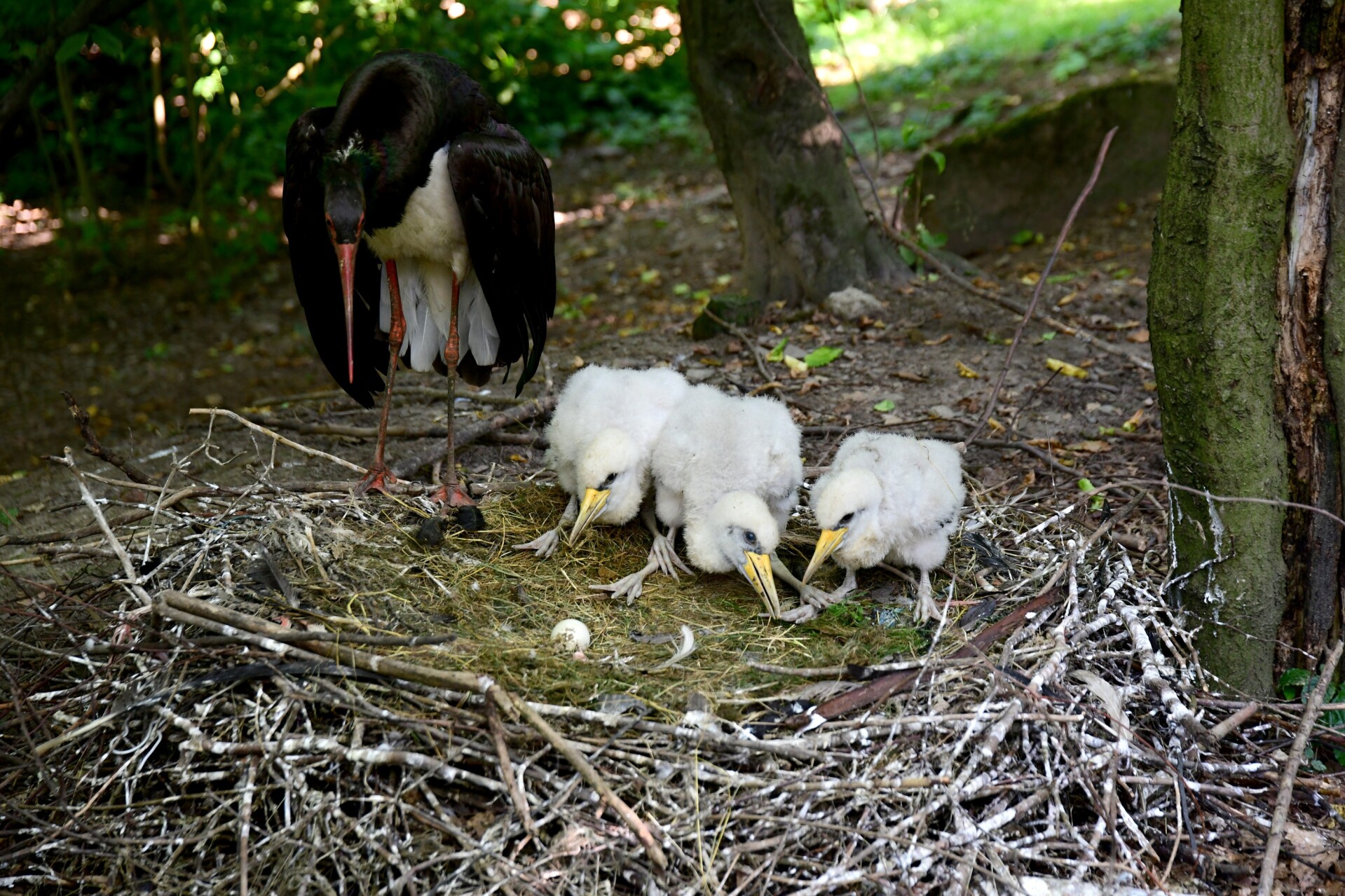 Foto: Zoo Olomouc