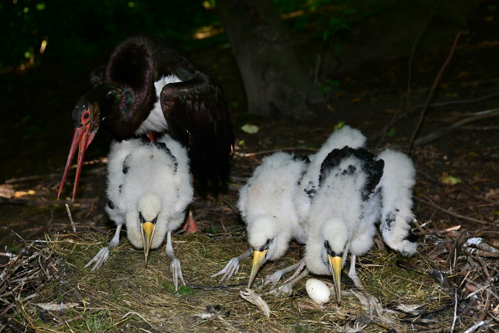 Foto: Zoo Olomouc