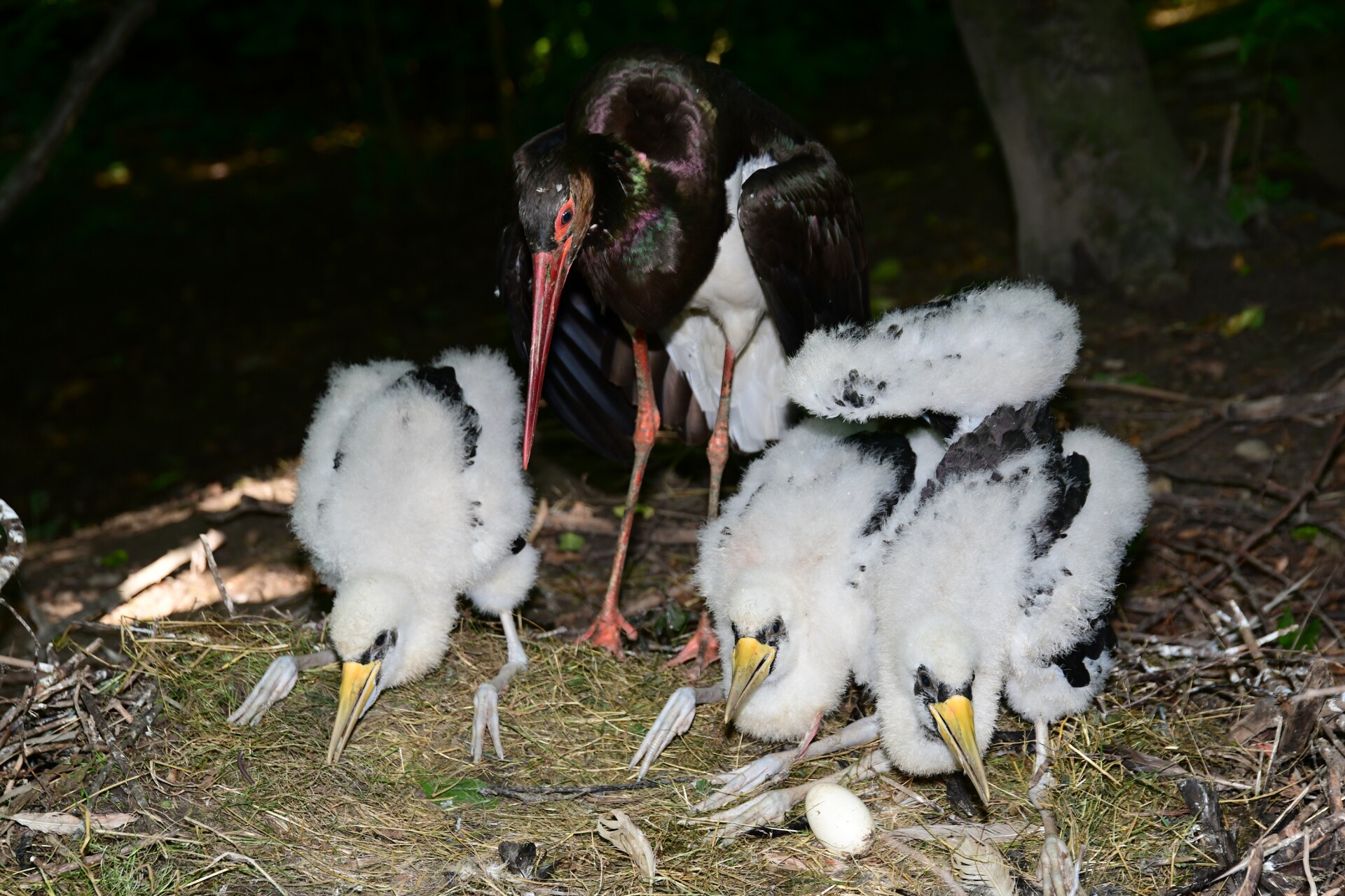 Foto: Zoo Olomouc
