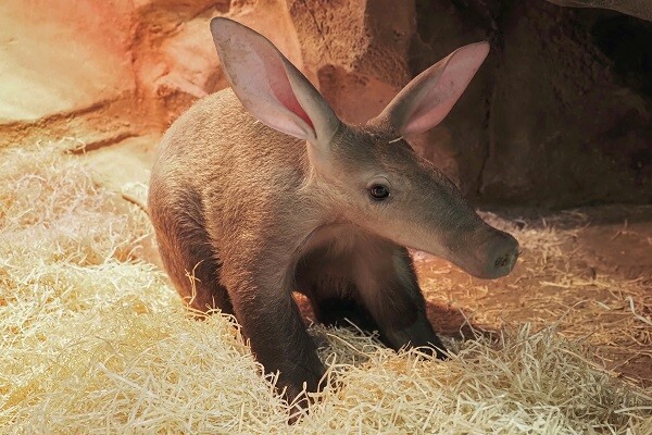 zdroj: Zoo Olomouc