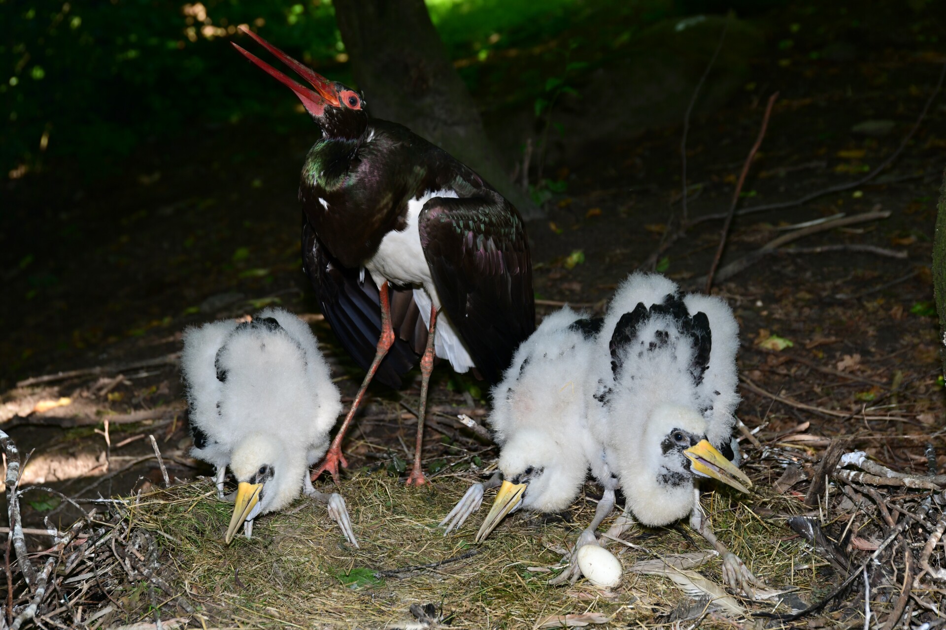 Foto: Zoo Olomouc
