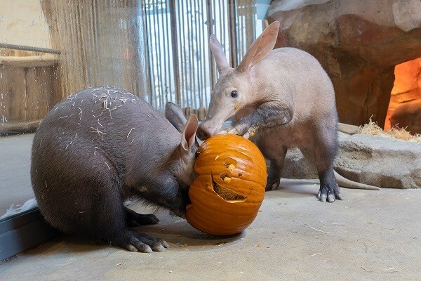 zdroj: Zoo Olomouc