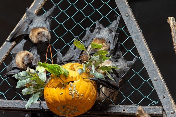 zdroj: Zoo Olomouc