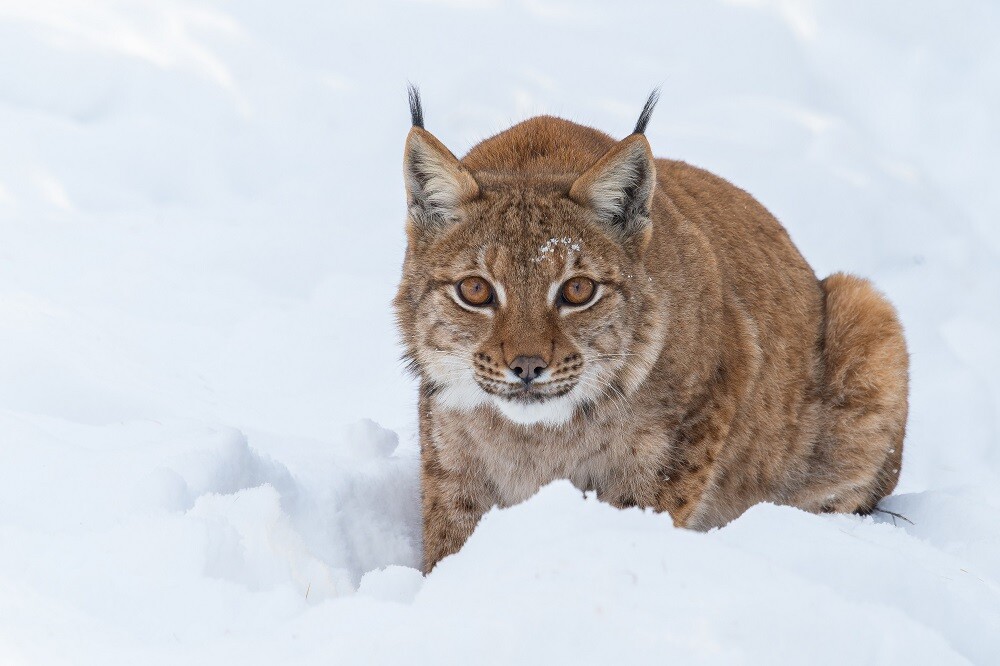Zdroj: Zoo Olomouc
