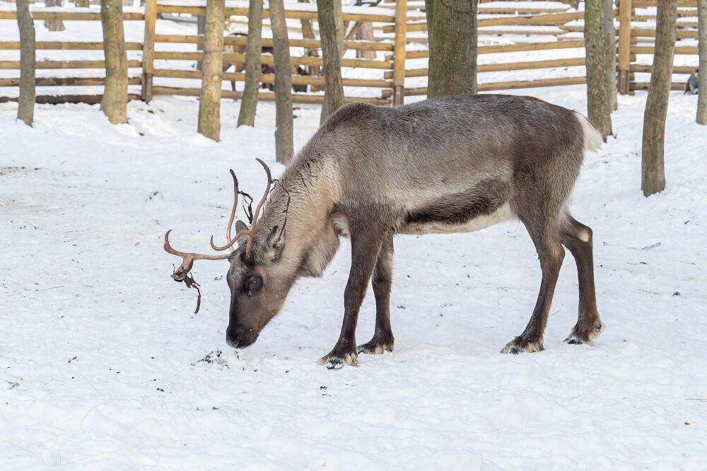Zdroj: Zoo Olomouc