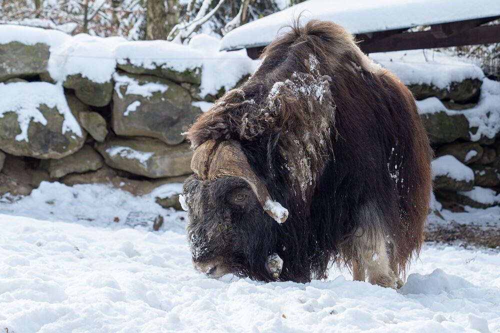 Zdroj: Zoo Olomouc