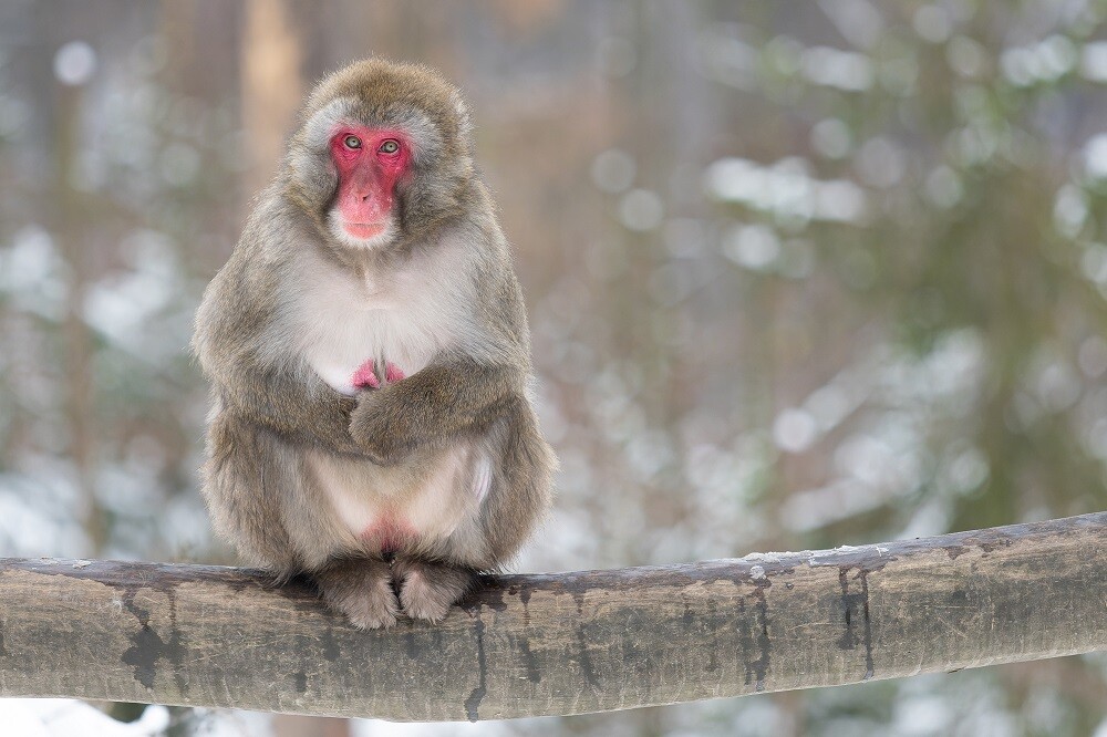 Zdroj: Zoo Olomouc