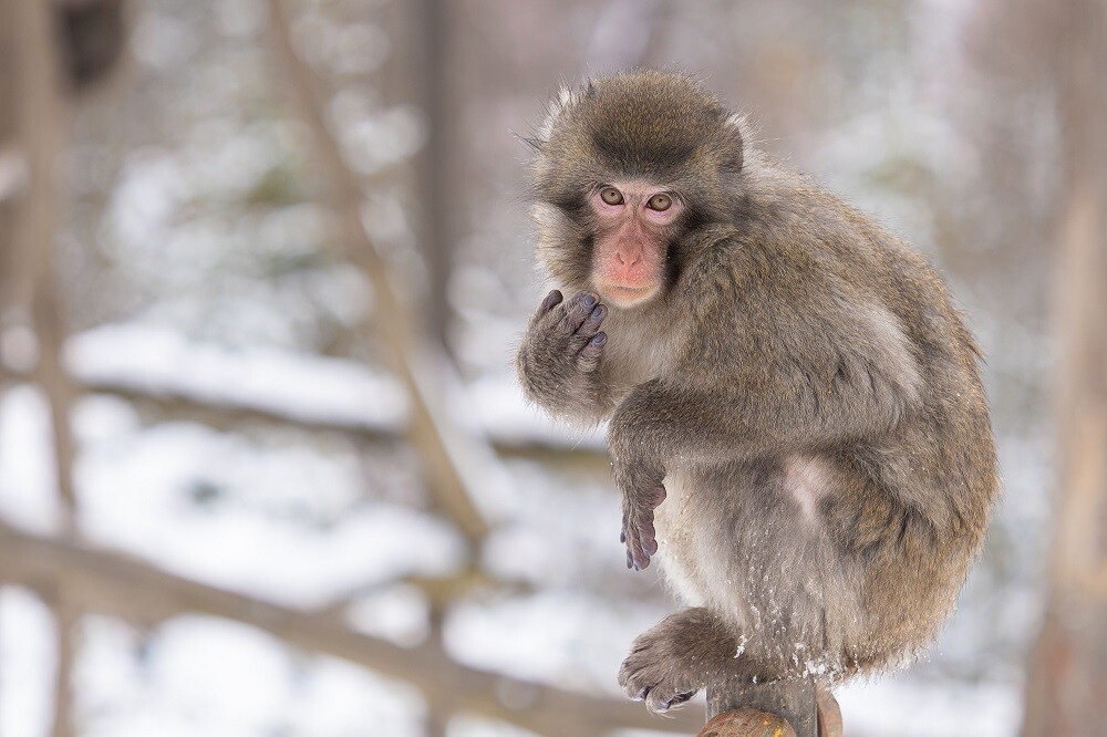 Zdroj: Zoo Olomouc