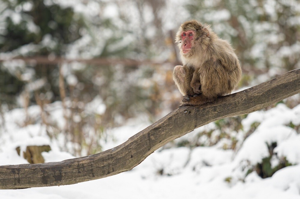 Zdroj: Zoo Olomouc