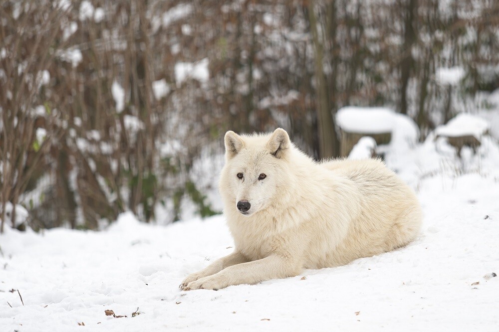 Zdroj: Zoo Olomouc