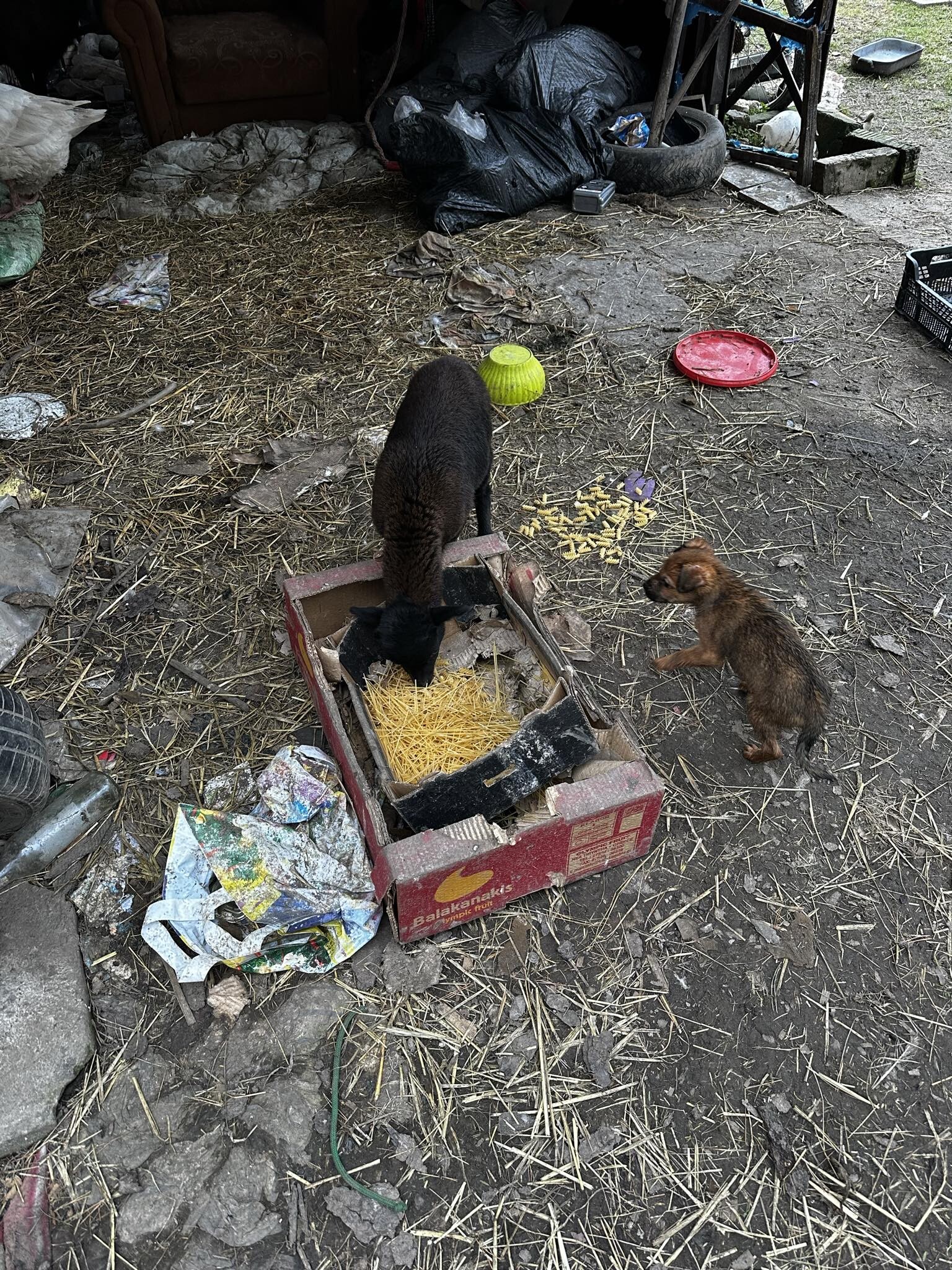 Zdroj: Státní veterinární správa