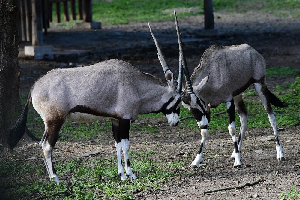 Zdroj: Zoo Olomouc