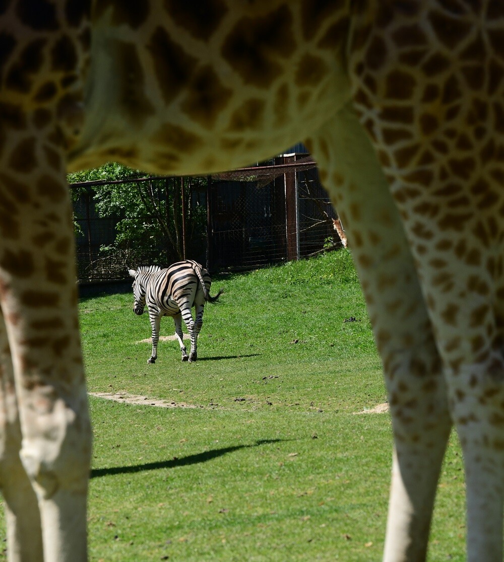 Zdroj: Zoo Olomouc