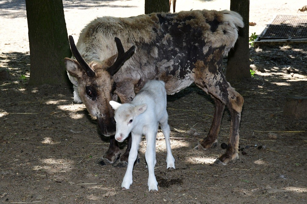 Zdroj: Zoo Olomouc