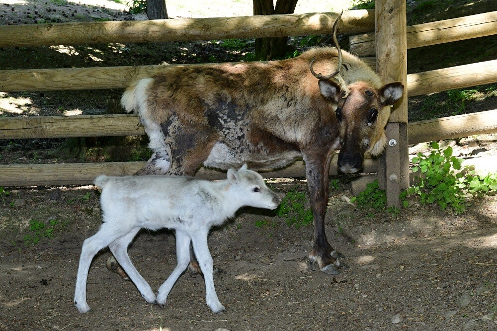 Zdroj: Zoo Olomouc