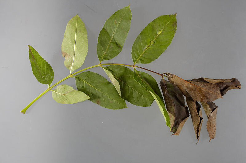 Nekróza jasanu; zdroj: Food and Environment Research Agency&nbsp;–&nbsp;FERA