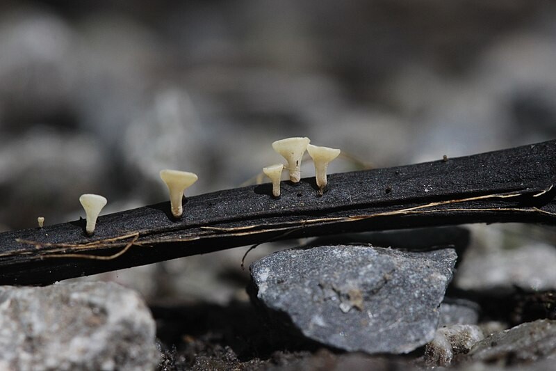 Nekróza jasanu; zdroj: Food and Environment Research Agency&nbsp;–&nbsp;FERA