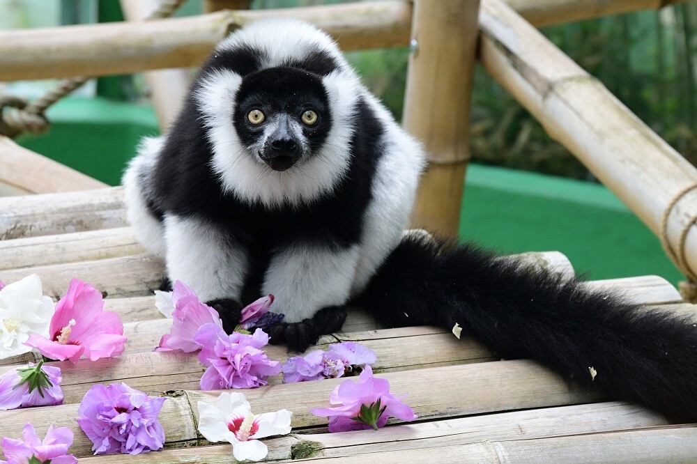 Zdroj: Zoo Olomouc