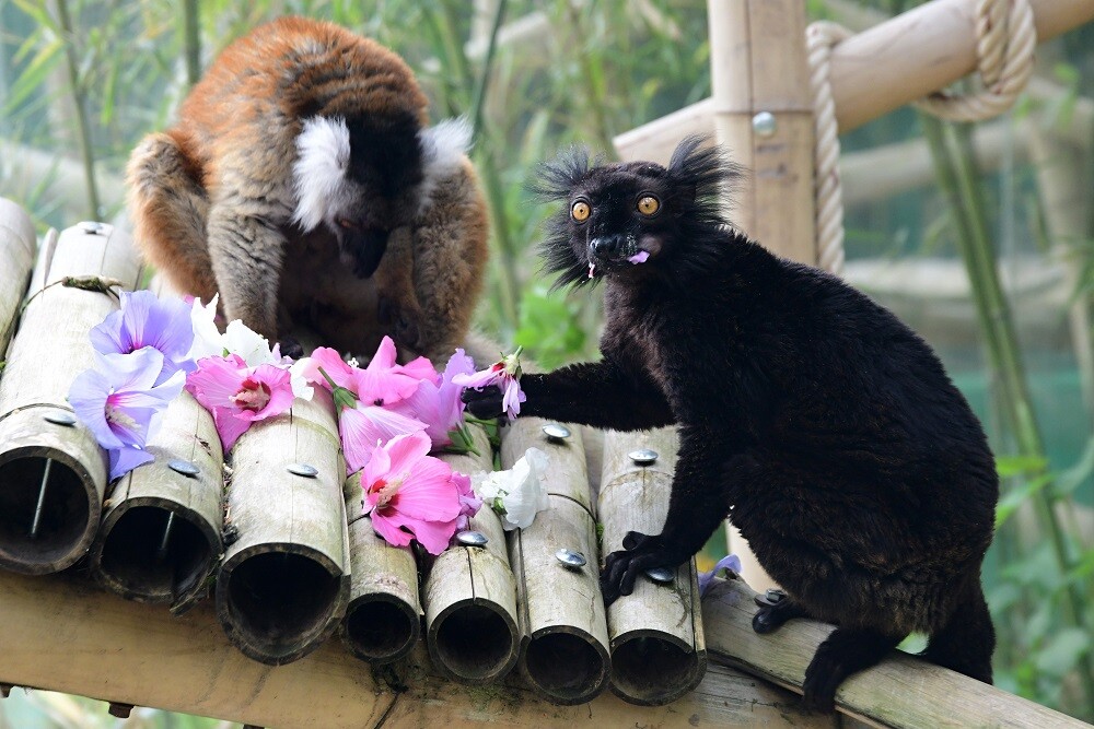 Zdroj: Zoo Olomouc