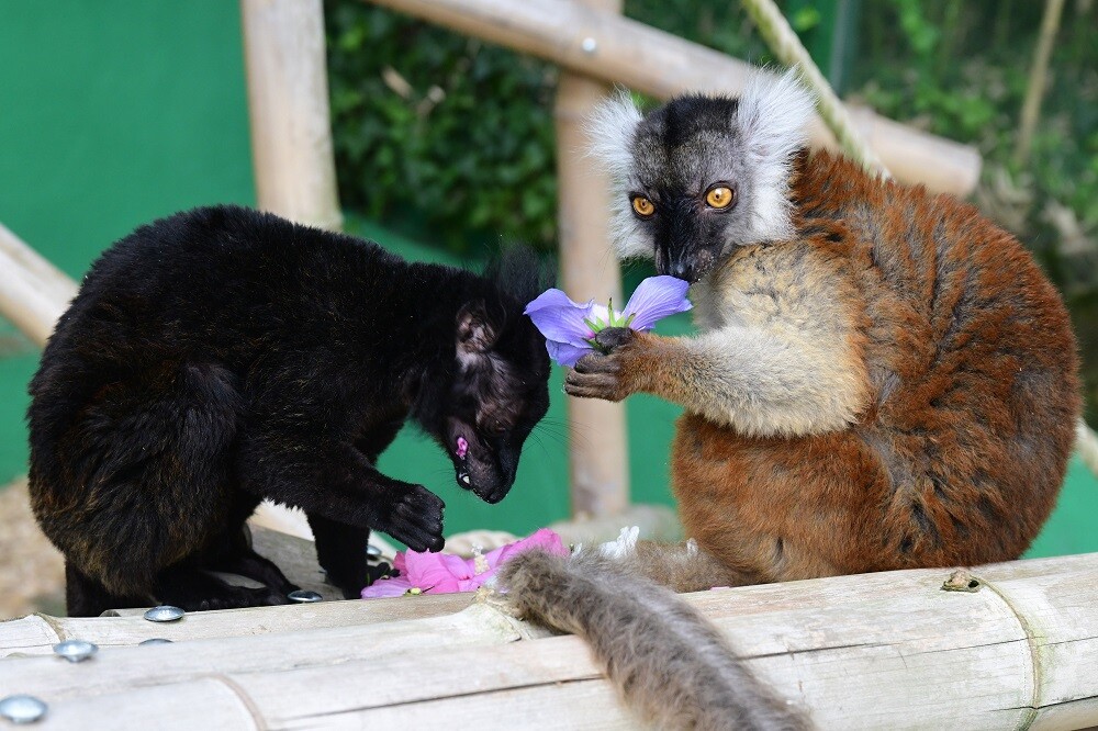 Zdroj: Zoo Olomouc