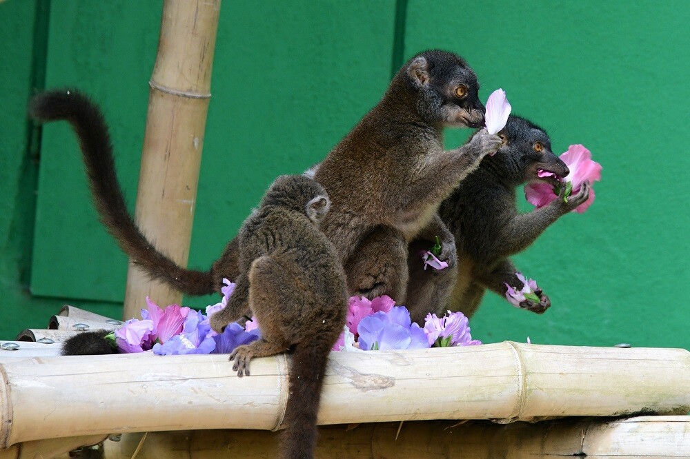 Zdroj: Zoo Olomouc