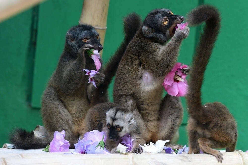 Zdroj: Zoo Olomouc