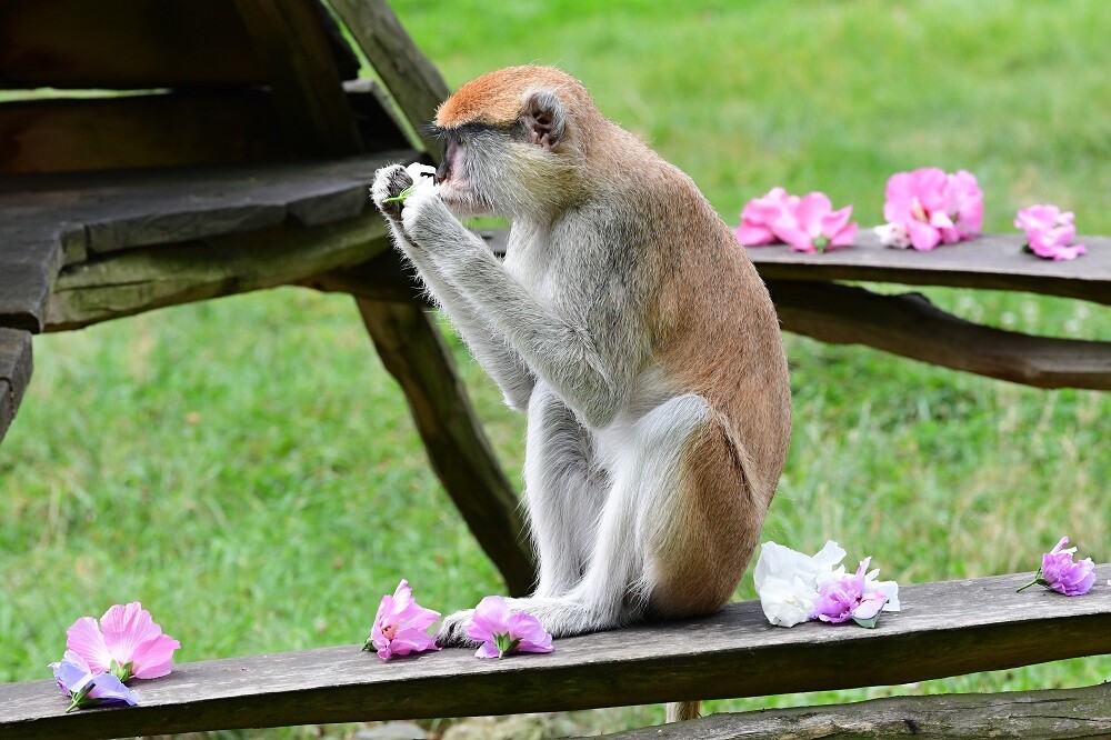 Zdroj: Zoo Olomouc