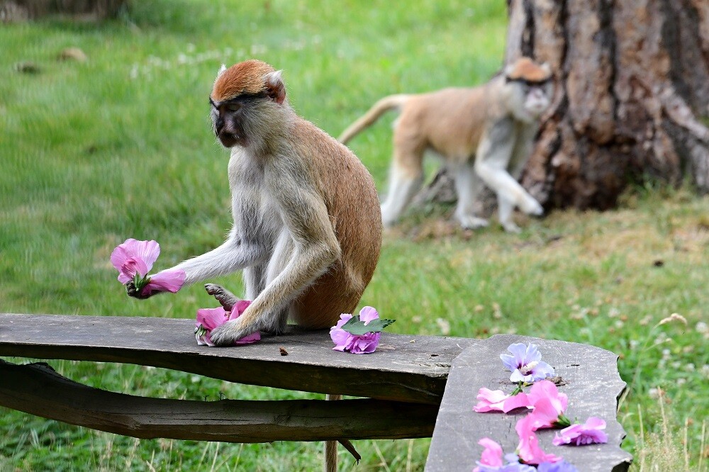Zdroj: Zoo Olomouc