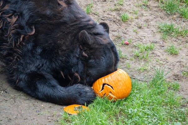 Zdroj: Zoo Olomouc