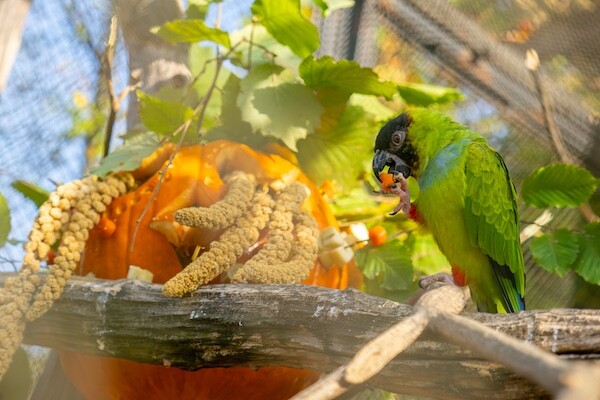 Zdroj: Zoo Olomouc