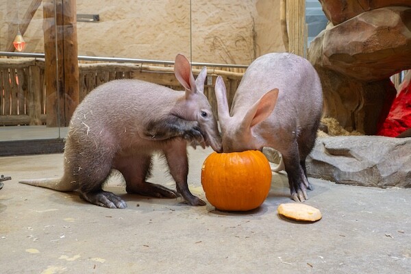 Zdroj: Zoo Olomouc