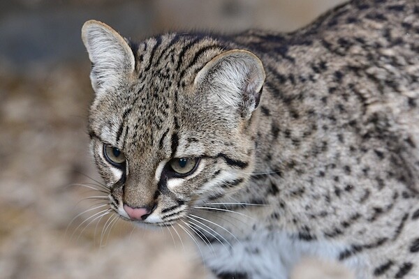 Zdroj: Zoo Olomouc