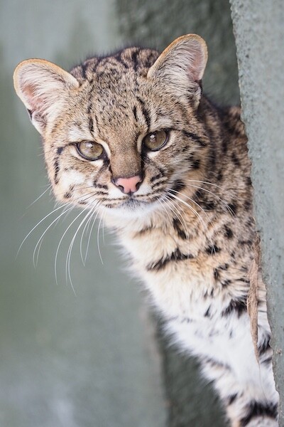 Zdroj: Zoo Olomouc