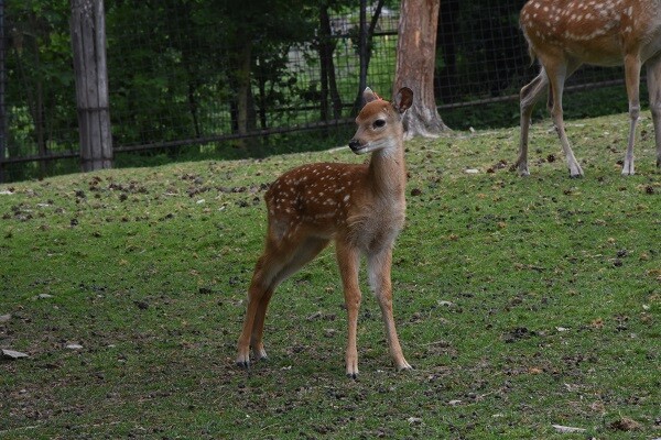 zdroj: Zoo Olomouc
