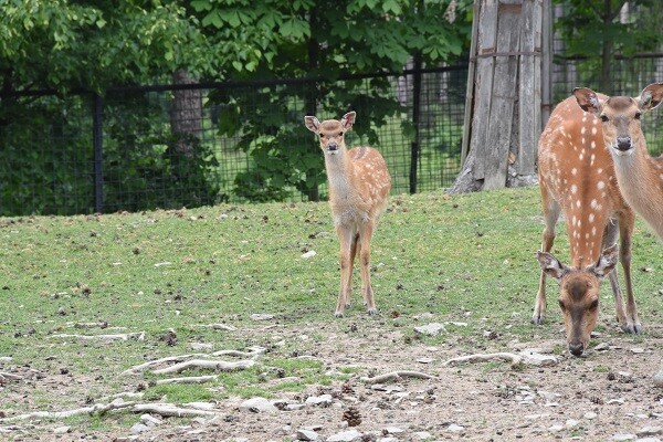 zdroj: Zoo Olomouc