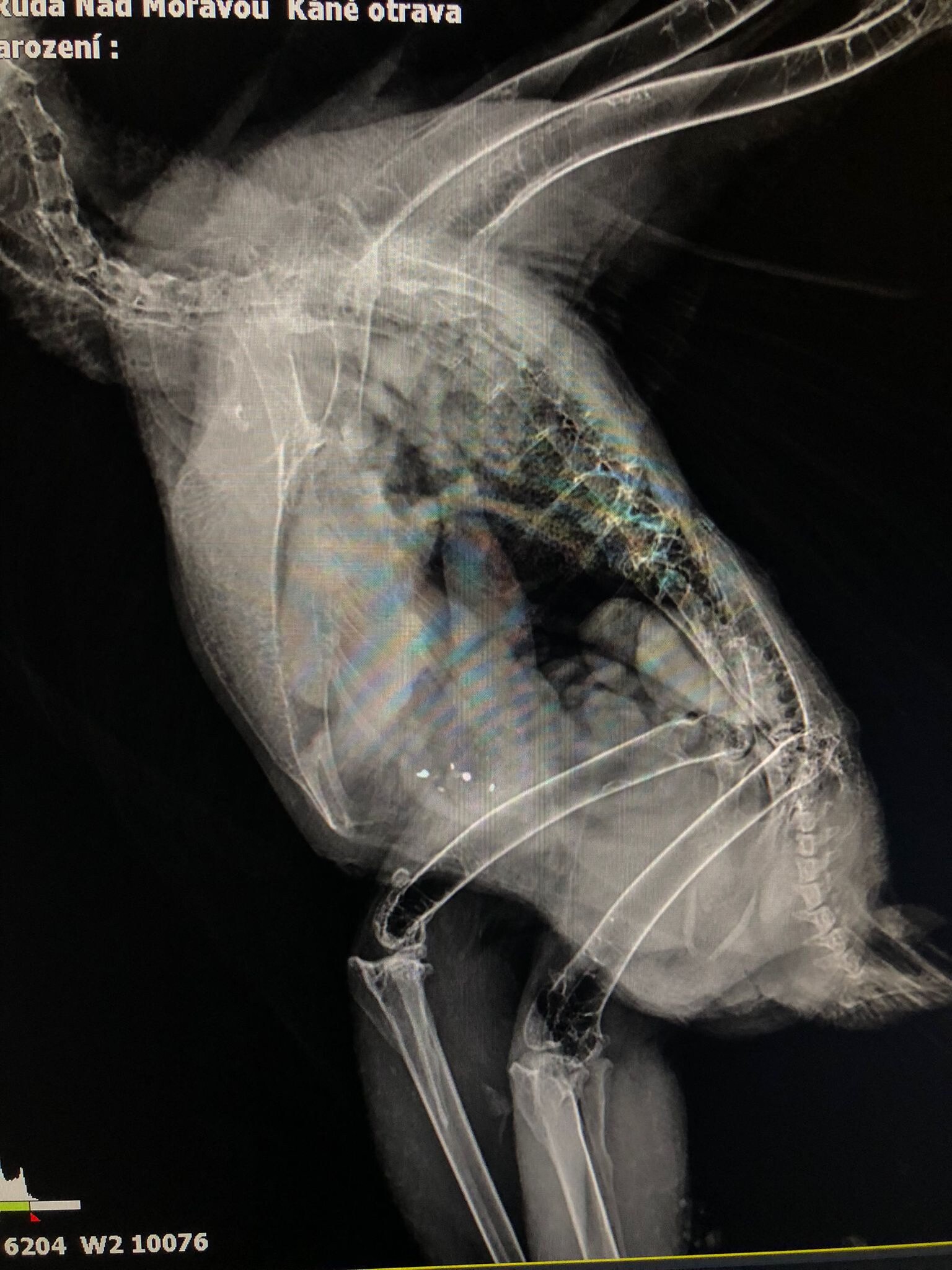 zdroj: Facebook Záchranná stanice Ruda nad Moravou