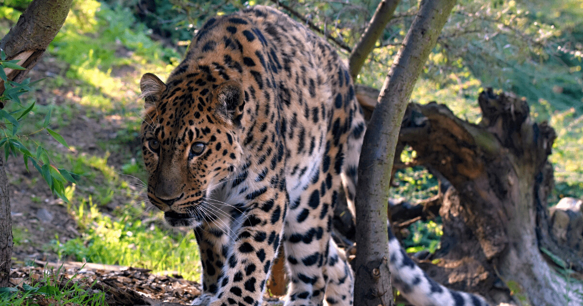 Ilustrační foto: Zoo Olomouc