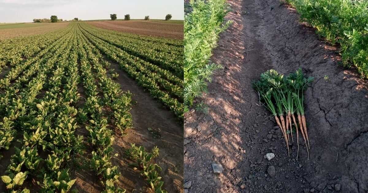 Foto: Samosběr zeleniny Vojnice
