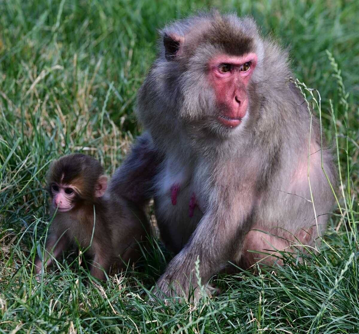 Chroničtí útěkáři, zloději i milovníci smetany do kávy. Tlupa makaků ze Zoo Olomouc se rozrostla o další členy, foto: Zoo Olomouc