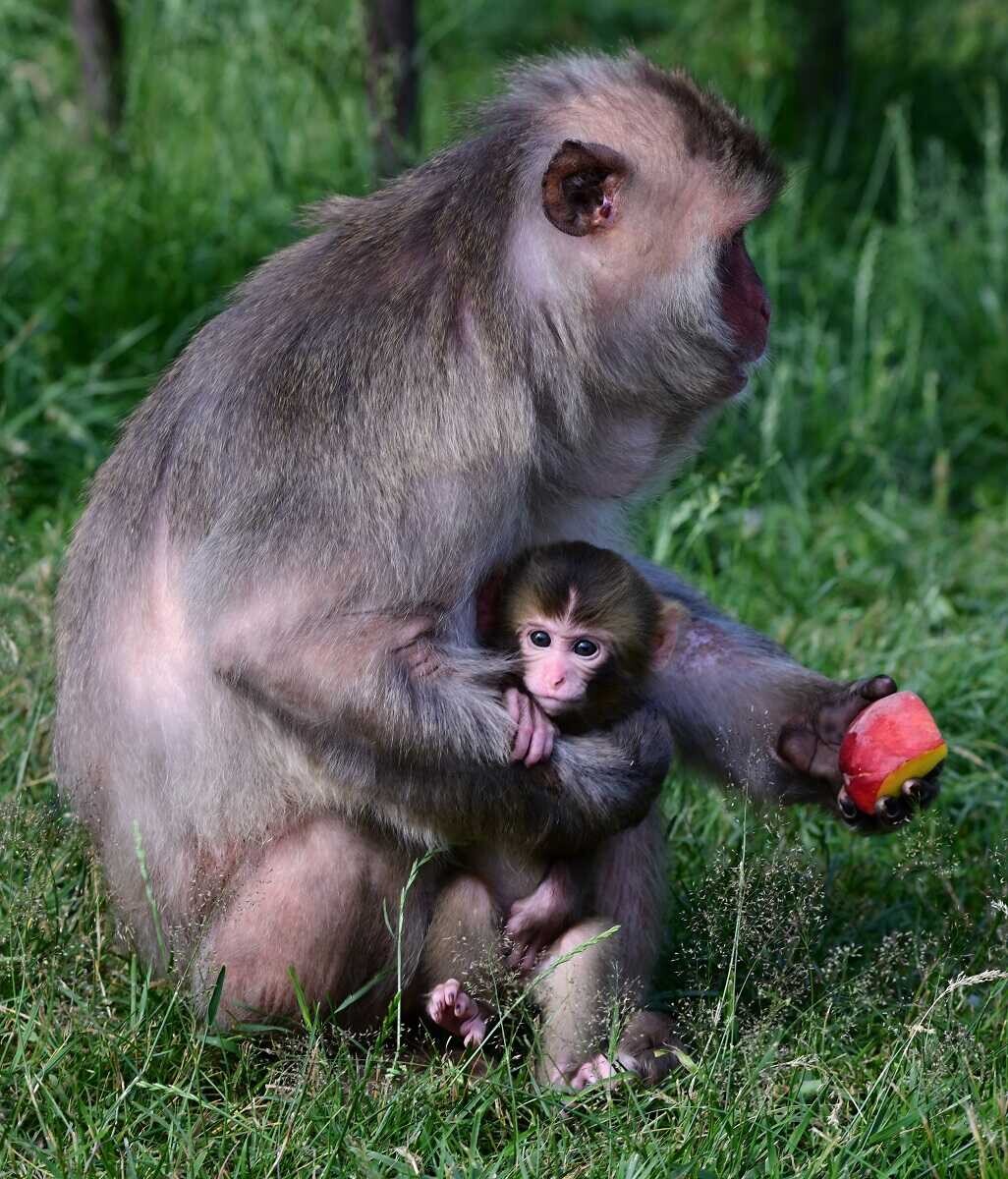 Chroničtí útěkáři, zloději i milovníci smetany do kávy. Tlupa makaků ze Zoo Olomouc se rozrostla o další členy, foto: Zoo Olomouc