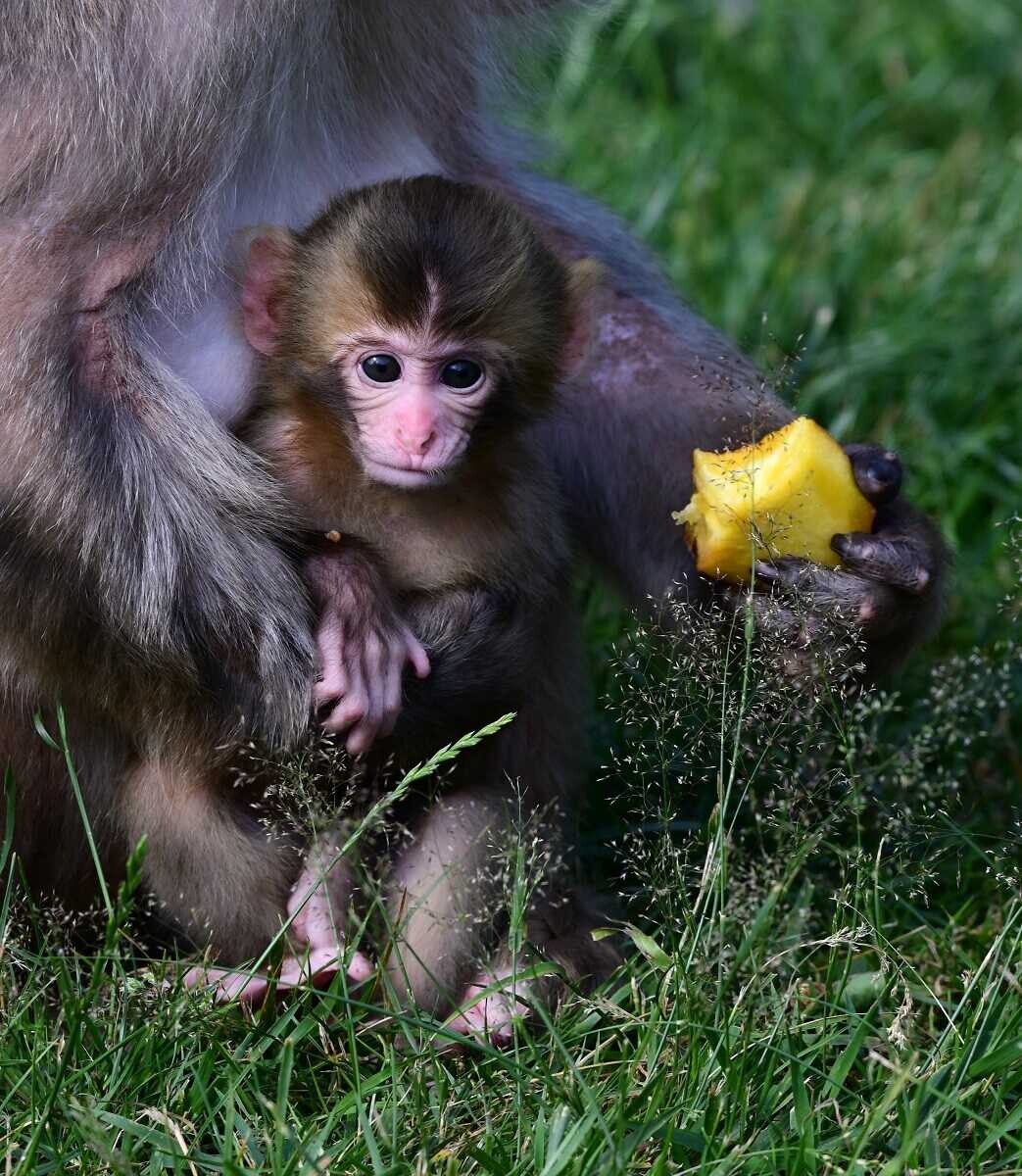 Chroničtí útěkáři, zloději i milovníci smetany do kávy. Tlupa makaků ze Zoo Olomouc se rozrostla o další členy, foto: Zoo Olomouc