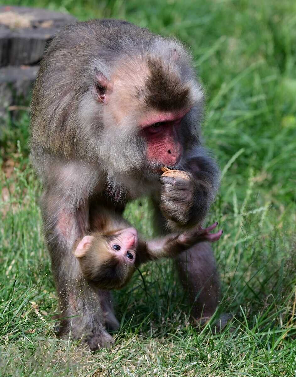 Chroničtí útěkáři, zloději i milovníci smetany do kávy. Tlupa makaků ze Zoo Olomouc se rozrostla o další členy, foto: Zoo Olomouc