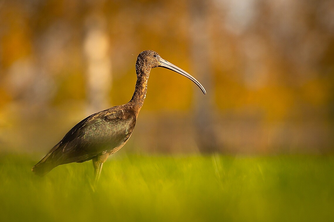 Ibis hnědý, foto: Robert Adamec