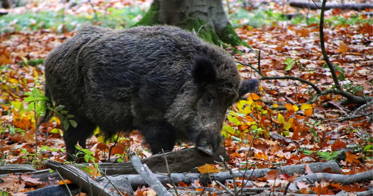 Foto ilustrační, zdroj: Pixabay