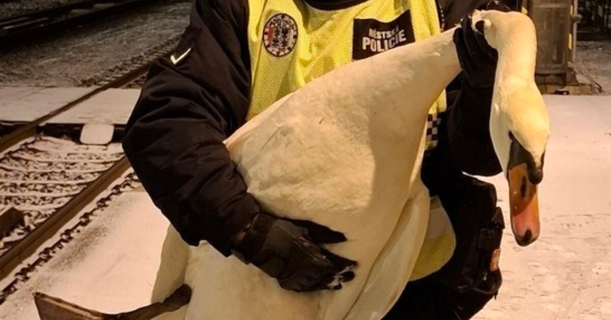 Zdroj: Městská policie Přerov