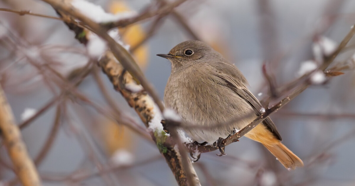 Rehek domácí, foto: Česká společnost ornitologická / Ludmila Korešová