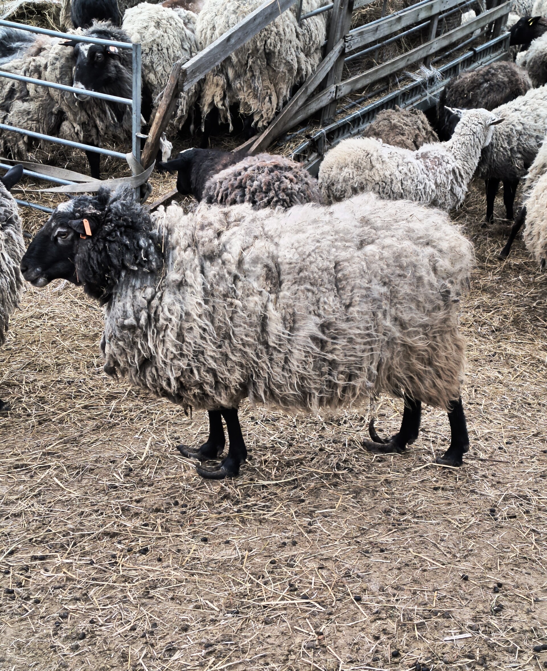Nevhodné podmínky chovu, rozkládající se kadavéry, zdroj: SVS