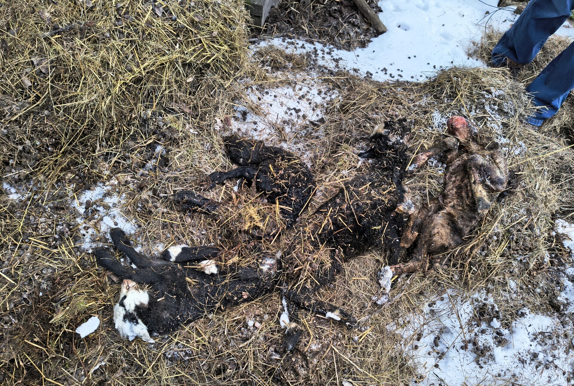 Nevhodné podmínky chovu, rozkládající se kadavéry, zdroj: SVS